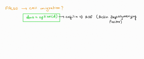 question-7-2-pts-which-of-the-following-is-not-true-regarding-cell-migration-myosin-allows-contraction-of-the-cell-body-s0-the-cell-willl-retract-forward-proflin-increases-polymerization-by-44183