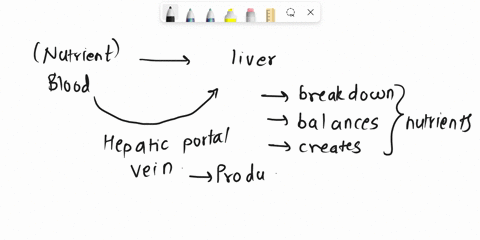 1-nutrient-rich-blood-from-the-small-intestines-is-carried-to-the-hepatic-portal-vein-and-into-the-liver-why-is-this-arrangement-advantageous-two-reasons-2-explain-how-a-glucose-and-amino-ac-77095