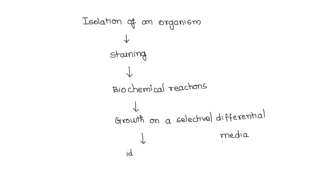 solved-could-you-make-a-flow-chart-of-the-tests-for-enterpbacteriaceae