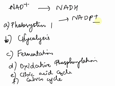 which-of-the-following-reduces-nad-to-nadh-photosystem-i-glycolysis-fermentation-oxidative-phosphorylation-citric-acid-cycle-calvin-cycle-15411