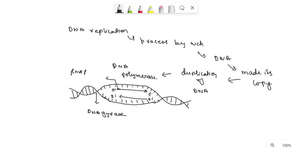 SOLVED DNA replication On the diagram below, draw and label the following Location of DNA