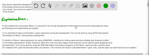 describe-an-experiment-designed-to-test-whether-the-mouse-gene-niere-1-is-required-for-the-normal-development-of-the-kidney-during-murine-embryogenesis-you-must-explain-the-experimental-cont-84434