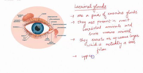 -which-sequence-best-describes-a-normal-route-for-the-flow-of-tears-from-the-eyes-into-the-nasal-cav-50954