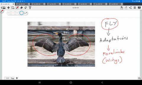 how-are-the-limbs-of-the-birds-adapted-for-avian-life-45558