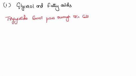 fats-such-as-triglycerides-are-digested-into-1-glycerol-fatty-acids-2-fatty-acids-amino-acids-3-amino-acids-cholesterol-4-cholesterol-fatty-acids-55314
