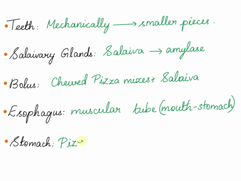 favorite-food-pizza-part-two-digestion-description-directions-choose-your-favorite-food-describe-its-pathway-through-the-digestive-syster-make-sure-you-include-in-your-description-the-follow-99622