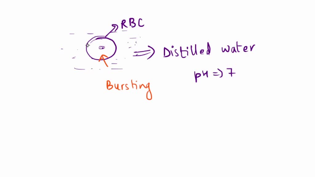 SOLVED: A red blood cell placed in distilled water will swell and burst due