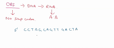 open-reading-frames-protein-coding-gene-includes-the-following-sequence-0n-one-of-its-two-dna-strands-note-that-this-segment-within-an-exon-does-not-include-either-the-start-codon-or-the-sto-40393