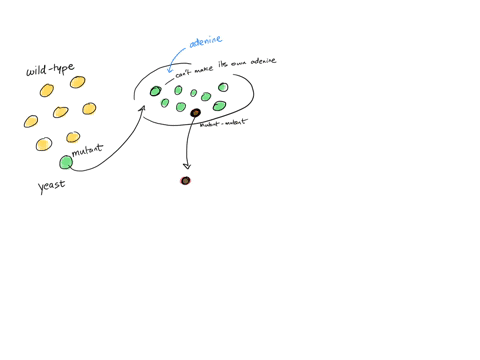 a-mutant-strain-of-haploid-yeast-must-be-supplemented-with-adenine-to-grow-you-grow-some-of-this-yeast-on-a-complete-media-plate-and-replica-plate-onto-media-without-adenine-you-find-one-col-44063