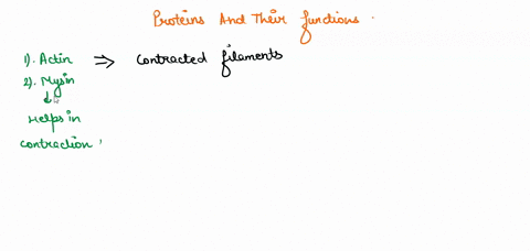 what-are-5-proteins-found-in-muscle-what-do-they-do-46303