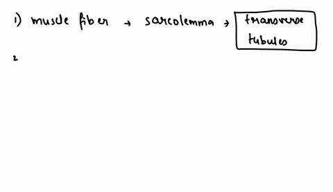 complete-the-sentences-describing-the-steps-that-occur-during-excitation-contraction-coupling-then-put-the-steps-in-order-actin-sarcomere-tropomyosin-troponin-myosin-heads-transverse-tubules-99412