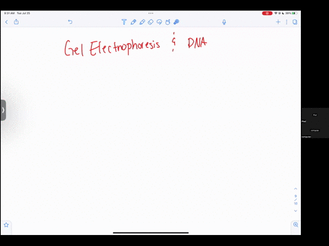 in-gel-electrophoresis-dna-is-placed-in-an-electrical-field-with-one-side-of-the-field-having-a-negative-charge-and-the-other-side-having-a-positive-charge-how-will-the-dna-move-in-the-field-a-dna-wil