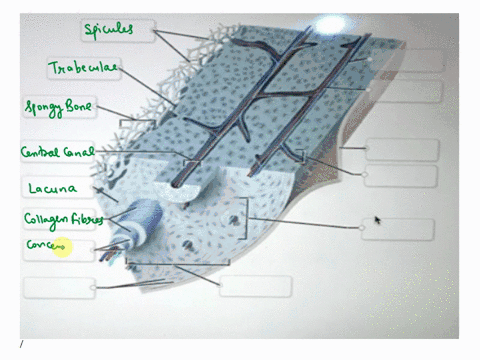 help-correctly-label-the-following-anatomical-parts-of-osseous-tissue-osteon-lacuna-central-ca-spongy-bone-nerve-blood-vesse-concentric-perforating-canal-collager-fibers-ompac-trabeculae-pre-20858