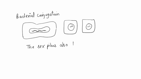 in-the-prokaryotic-cell-the-________function-to-help-in-bacterial-conjugation-where-they-swap-dna-with-one-another-a-attachment-pili-b-sex-pili-c-flagellum-d-cilia-09097