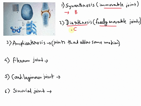 in-the-above-picture-1opoints-which-one-synarthrosis-immovable-joint-which-one-diarthrosis-freely-movable-joint-whlch-one-amphiarthrosis-joint-that-allows-some-motion-which-one-is-fibrous-jo-47759