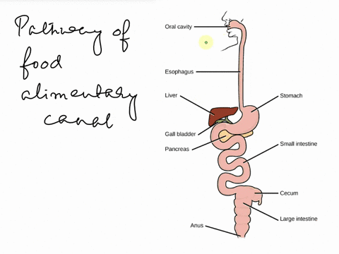 timeleft-n28-nswered-digestion-takes-place-in-a-long-tube-like-canal-called-the-alimentary-canal-or-the-digestive-tract-food-travels-through-these-organs-in-the-following-order-outof100-ques-43528