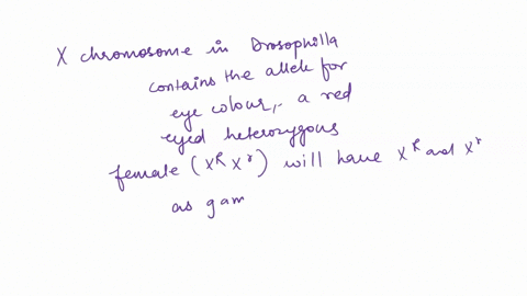 what-are-the-genotypes-of-these-flies-a-white-eyed-male-b-red-eyed-female-heterozygous-c-white-eyed-female-d-red-eyed-male-57473