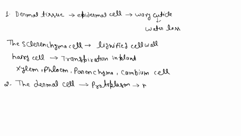 cross-section-of-roots-and-hairs-what-does-the-organization-of-ground-dermal-and-vascular-tissue-have-on-their-functions-what-characteristics-of-each-of-these-tissues-in-these-sections-suppo-29395