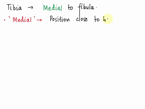 14-is-the-tibia-lateral-or-medial-to-the-fibula-50088