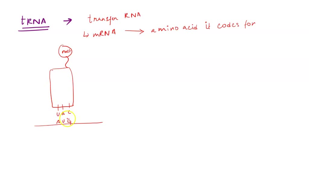 solved-what-is-the-role-of-trna-during-translation-a-carry