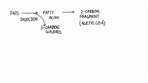 fatty-acids-usually-have-an-even-number-of-carbons-in-their-structures-catabolism-of-fatty-acids-produces-two-carbon-fragments-that-are-converted-acetyi-coa-molecules-what-the-most-likely-wa-95253