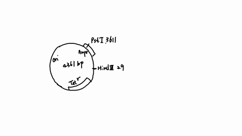 consider-the-plasmid-below-pst-3611-pwi-3728-sca-3846-0er122-veclar-4361b0-ecor-4359-hind-ill-29-pwu-ii-2086-ecor-v-187-bamh-375-sph-566-sal-851-sty-1369-bstz-939-the-bacterial-vector-molecu-47814