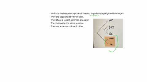 consider-the-cladogram-mc010-1jpg-which-is-the-best-description-of-the-two-organisms-highlighted-in-orange-they-are-separated-by-two-nodes-they-share-a-recent-common-ancestor-they-belong-to-the-same-s