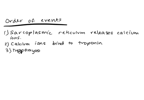 what-is-the-correct-order-of-events-in-the-sliding-filament-theory-of-muscle-contraction-1-myosin-head-binds-to-actin-2-calcium-ions-bind-to-troponin-3-myosin-cross-bridges-bend-pulling-acti-18825