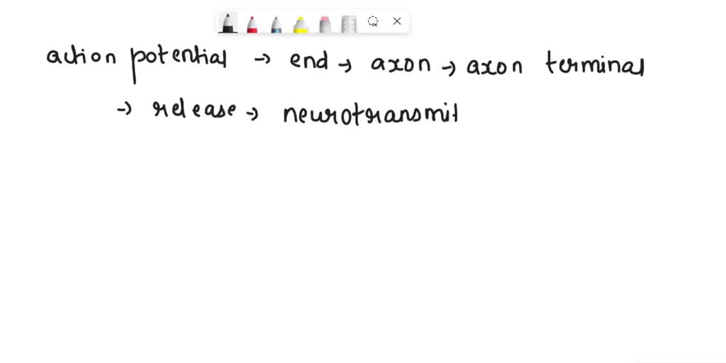 SOLVED What happens when the action potential reaches the end of the