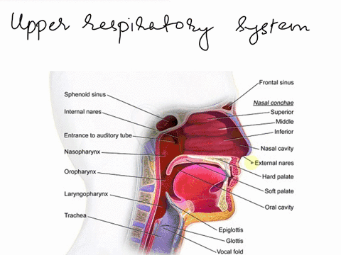 abel-the-features-of-the-upper-respiratory-system-sagittal-view-by-clicking-and-dragging-the-labels-to-the-correct-location-some-abeismay-notbe-used-nasal-concho-sphenoidal-sirus-epiglottis-69039