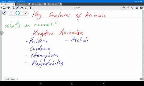 what-are-the-key-features-of-animals-95318