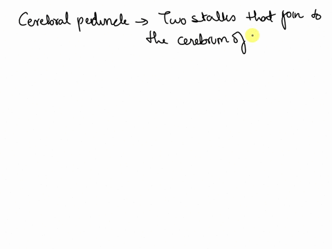 question-12-1pts-the-cerebral-peduncles-and-medullary-pyramids-are-formed-by-the-axons-of-first-order-sensory-neuron-second-order-sensory-neuron-third-order-sensory-neuron-upper-e-motor-neur-24737