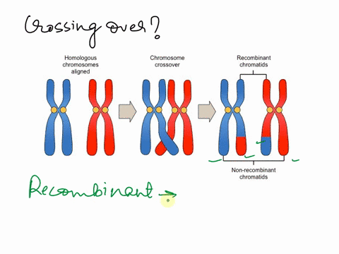 review-the-chapter-concepts-list-on-page-94-most-of-these-center-around-the-process-of-crossing-over-63498