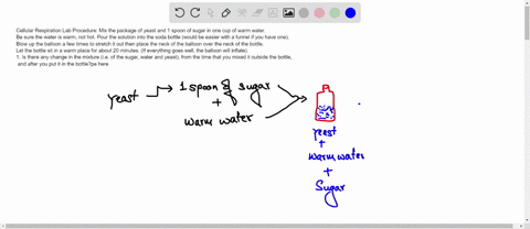 cellular-respiration-lab-procedure-mix-the-package-of-yeast-and-1-spoon-of-sugar-in-one-cup-of-warm-water-be-sure-the-water-is-warm-not-hot-pour-the-solution-into-the-soda-bottle-would-be-ea-84114
