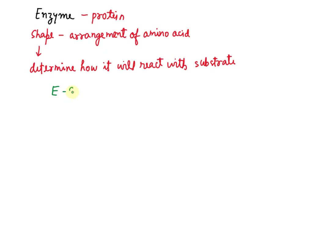 SOLVED: Given the large number of proteins in the body, explain why the  shape of an enzyme is important to its function.