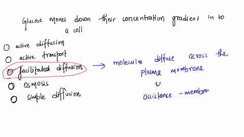 molecules-of-glucose-move-down-thelr-concentration-gradient-into-a-cell-through-a-membrang-transport-protein-during-process-called-active-diffuslon-active-transport-acllitated-dittusion-osmo-11203