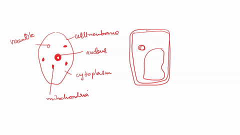 what-are-the-similarities-between-the-two-types-of-cells-onion-and-whitefish-08486