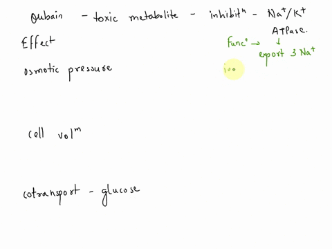 ouabain-is-a-highly-toxic-metabolite-isolated-from-the-bark-of-the-ouabaio-tree-if-its-toxicity-is-based-solely-on-the-complete-inhibition-of-the-nak-atpase-how-would-this-compound-effect-a-52725