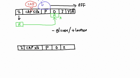 match-the-correct-answer-for-when-an-e-coli-cell-with-a-functional-lac-operon-is-growing-in-the-presence-of-lactose-and-glucose-cap-camp-activity-repressor-transcription-62857