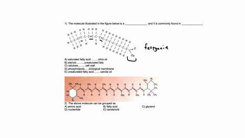 1-the-molecule-illustrated-in-the-figure-below-is-a-h-h-h-h-h-h-h-1-1-0-h-h-h-h-h-h-h-h-c-c-c-h-47-c66ec-5-6-leec-h-1-h-h-1-1-h-h-h-h-h-h-h-oh-a-saturated-fatty-acid-olive-oil-b-steroid_-uns-48234