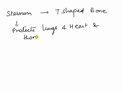 the-most-inferior-portion-of-the-sternum-is-the-obody-xiphoidprocess-coccyx-ca-manubrium-suprasternalnotch-87676