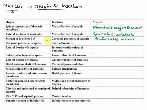 name-the-muscle-indicated-by-the-following-combinations-of-origin-and-insertion-muscle-part-dassessments-insertion-origin-medial-border-of-scapula-1-spinous-processes-of-thoracic-vertebrae-m-09768