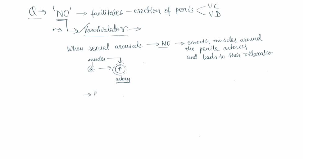 SOLVED 2. How does NO (nitric oxide) cause headaches? A. Dilated