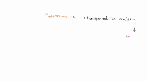 question-11-1-pts-proteins-are-synthesized-and-move-through-the-endoplasmic-reticulum-are-transported-in-vesicles-to-the-golgi-apparatus-where-they-are-modified-and-then-are-transported-in-v-16964