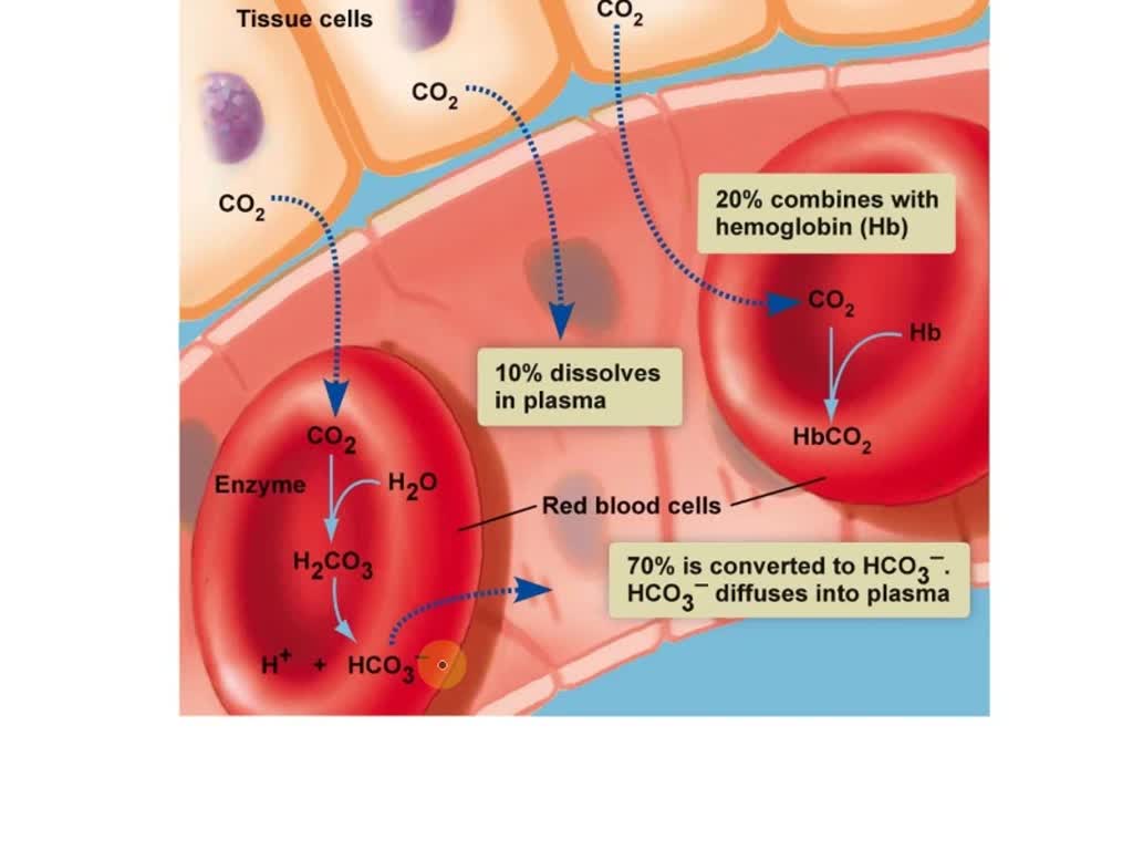 SOLVED Drag the labels onto the diagram to identify the mechanisms