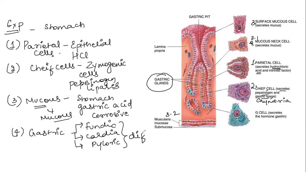 Solved Structure And Function Of The Stomach Including Cells—parietal Chief G Cells Mucous 0256