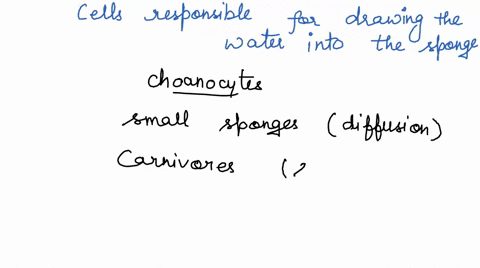 introduction-to-invertebrates-experiment-2-observing-porifera-data-sheet-upload-your-drawn-and-labeled-picture-of-neofibularia-nolitangere-along-with-this-assessment-document-post-lab-questi-79337