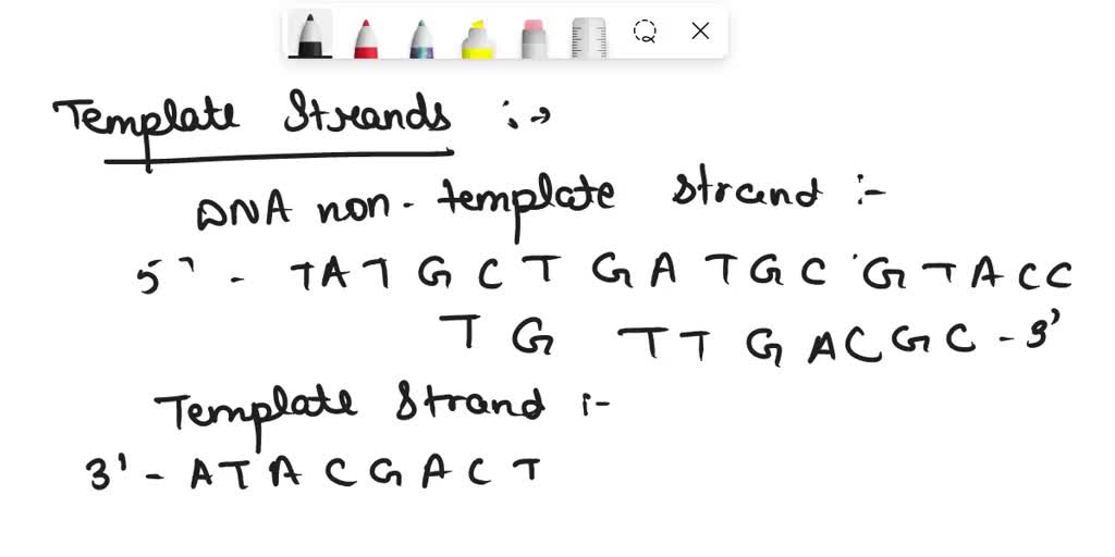 SOLVED: DNA segment below is part of the sequence for gene/protein Y ...