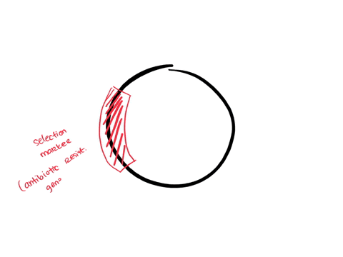 a-cloning-vector-must-_________-group-of-answer-choices-contain-a-replication-origin-contain-marker-andor-reporter-genes-contain-a-multicloning-site-mcs-be-a-circular-dsdna-molecule