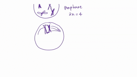 mitosis-chromosome-worksheet-the-mitosis-figure-below-draw-the-missing-chromosomes-as-they-would-appear-if-you-could-see-them_-make-sure-can-tell-lght-from-dark-and-big-from-small-do-not-wor-04428